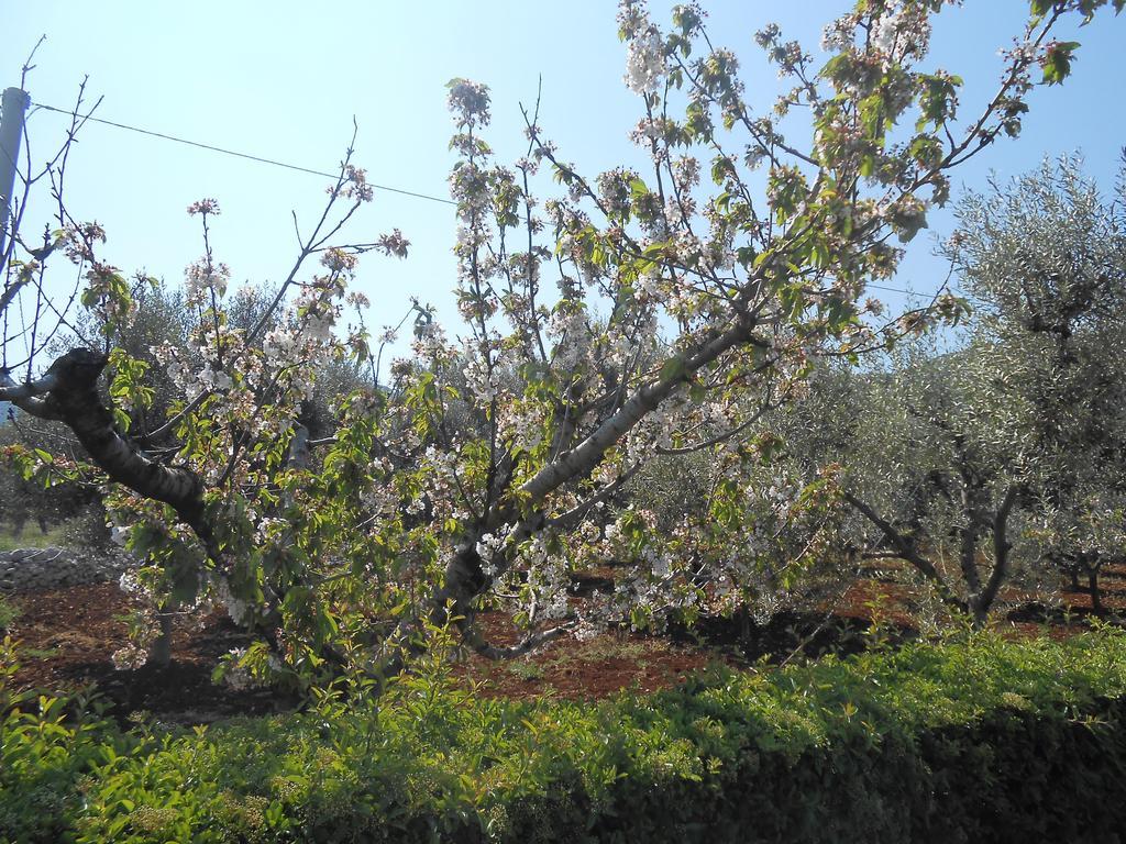 法萨诺La Collina Degli Ulivi公寓 外观 照片